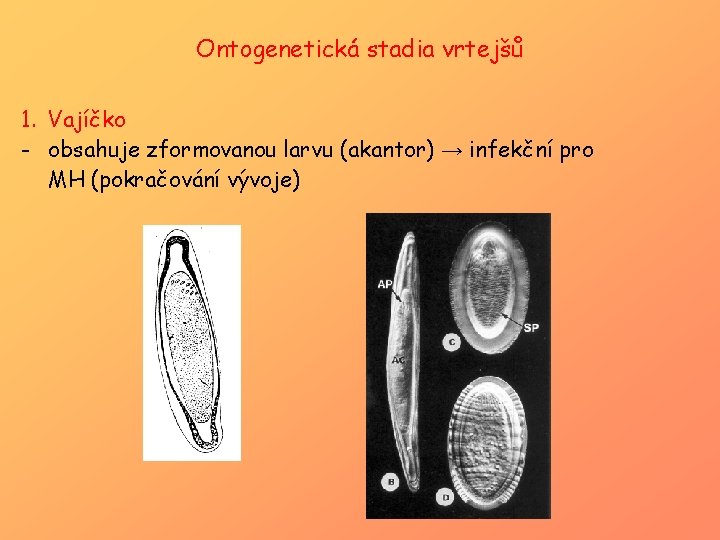 Ontogenetická stadia vrtejšů 1. Vajíčko - obsahuje zformovanou larvu (akantor) → infekční pro MH