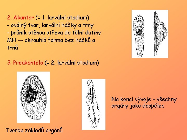 2. Akantor (= 1. larvální stadium) - oválný tvar, larvální háčky a trny -