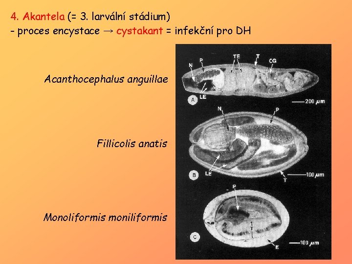 4. Akantela (= 3. larvální stádium) - proces encystace → cystakant = infekční pro