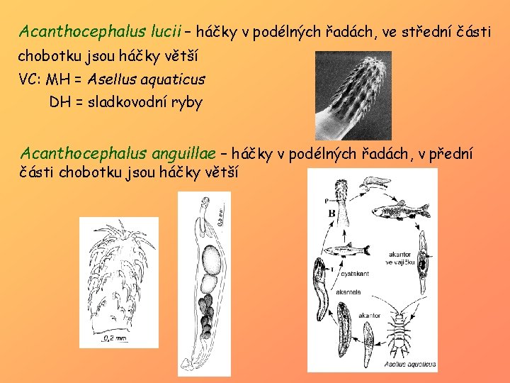 Acanthocephalus lucii – háčky v podélných řadách, ve střední části chobotku jsou háčky větší