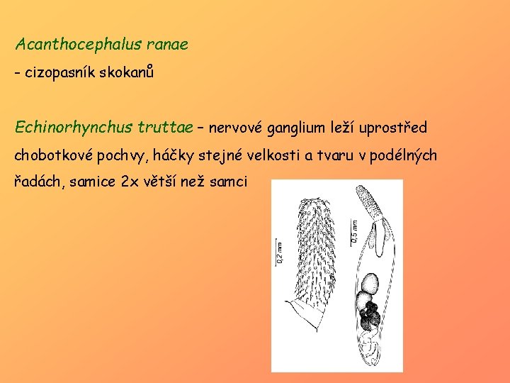 Acanthocephalus ranae - cizopasník skokanů Echinorhynchus truttae – nervové ganglium leží uprostřed chobotkové pochvy,