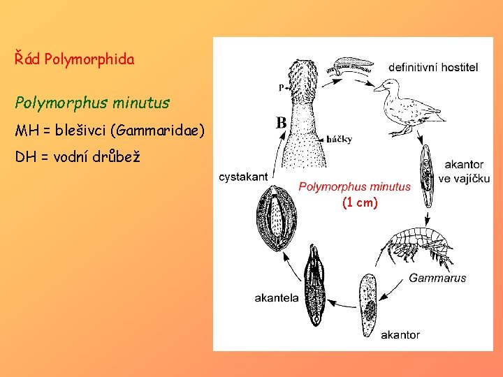 Řád Polymorphida Polymorphus minutus MH = blešivci (Gammaridae) DH = vodní drůbež (1 cm)
