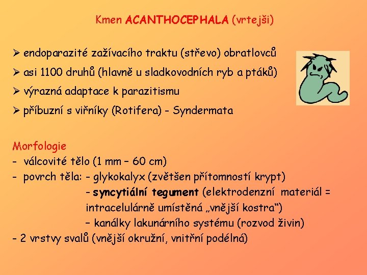 Kmen ACANTHOCEPHALA (vrtejši) Ø endoparazité zažívacího traktu (střevo) obratlovců Ø asi 1100 druhů (hlavně