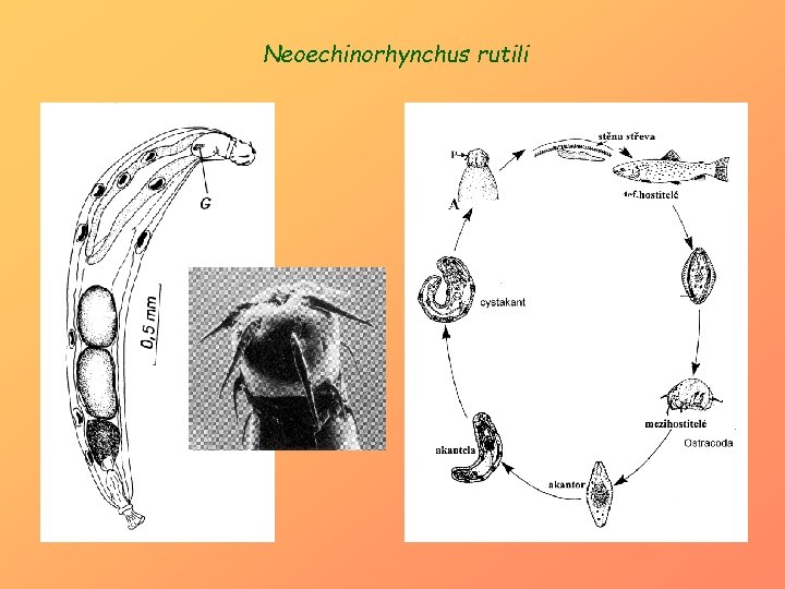 Neoechinorhynchus rutili 