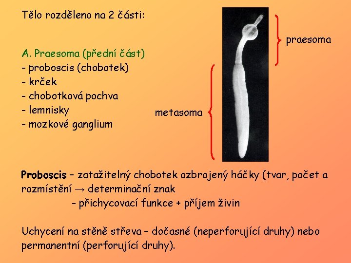 Tělo rozděleno na 2 části: A. Praesoma (přední část) - proboscis (chobotek) - krček