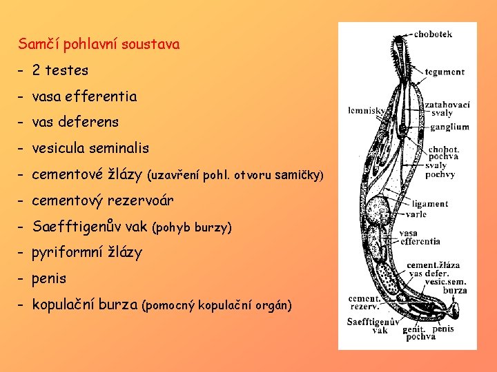 Samčí pohlavní soustava - 2 testes - vasa efferentia - vas deferens - vesicula