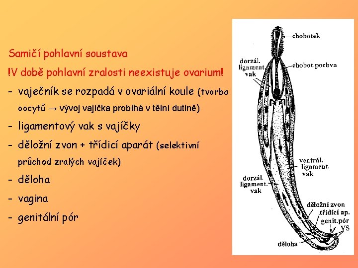 Samičí pohlavní soustava !V době pohlavní zralosti neexistuje ovarium! - vaječník se rozpadá v