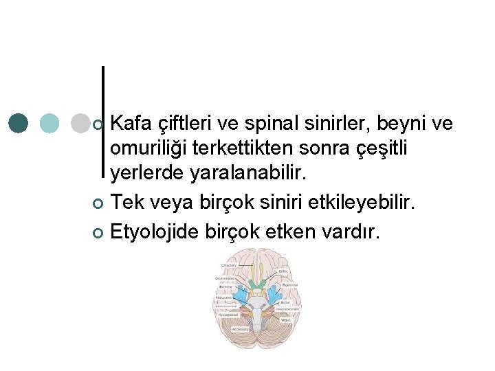 Kafa çiftleri ve spinal sinirler, beyni ve omuriliği terkettikten sonra çeşitli yerlerde yaralanabilir. ¢