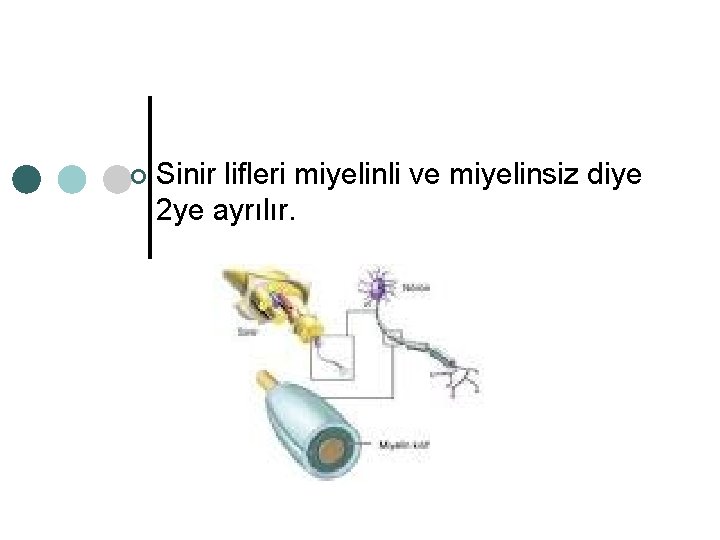 ¢ Sinir lifleri miyelinli ve miyelinsiz diye 2 ye ayrılır. 