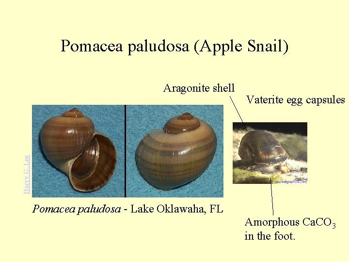 Pomacea paludosa (Apple Snail) Vaterite egg capsules Harry G. Lee Aragonite shell Pomacea paludosa