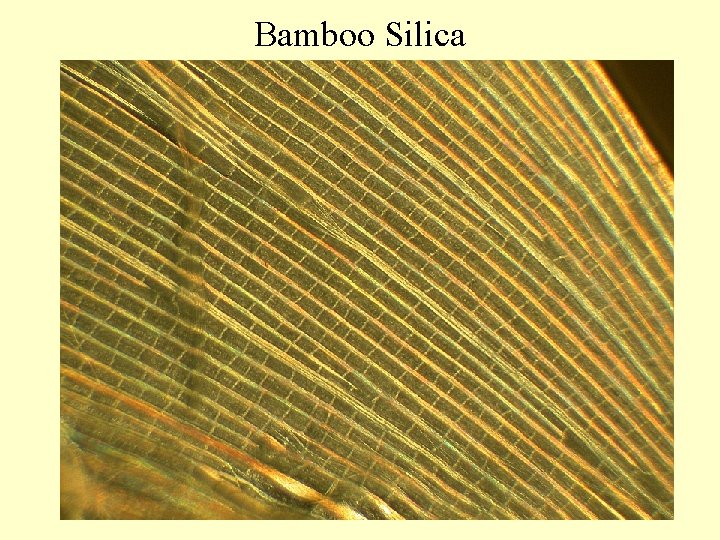 Bamboo Silica 