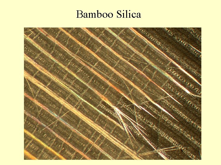 Bamboo Silica 