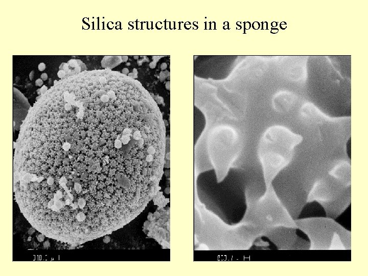 Silica structures in a sponge 