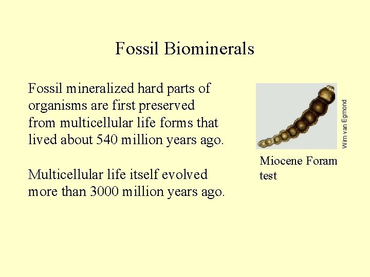 Fossil mineralized hard parts of organisms are first preserved from multicellular life forms that