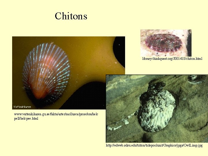 Chitons library. thinkquest. org/J 001418/chiton. html www. vattenkikaren. gu. se/fakta/arter/mollusca/prosobra/helc pell/helcpee. html http: //edweb.