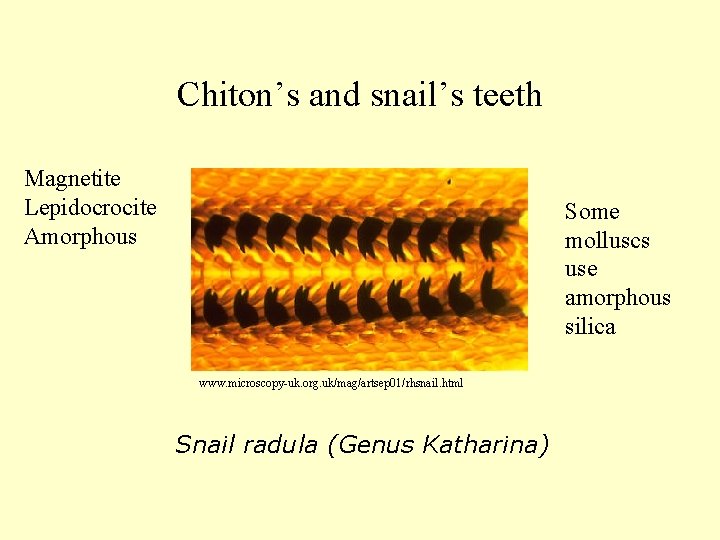 Chiton’s and snail’s teeth Magnetite Lepidocrocite Amorphous Some molluscs use amorphous silica www. microscopy-uk.