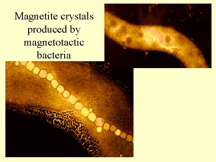 Magnetite crystals produced by magnetotactic bacteria 