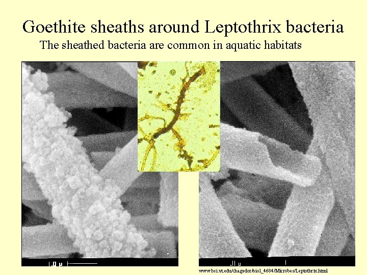 Goethite sheaths around Leptothrix bacteria The sheathed bacteria are common in aquatic habitats www.