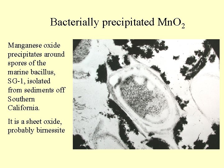 Bacterially precipitated Mn. O 2 Manganese oxide precipitates around spores of the marine bacillus,