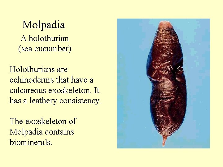 Molpadia A holothurian (sea cucumber) Holothurians are echinoderms that have a calcareous exoskeleton. It