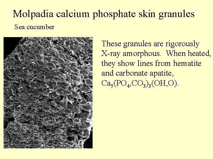 Molpadia calcium phosphate skin granules Sea cucumber These granules are rigorously X-ray amorphous. When