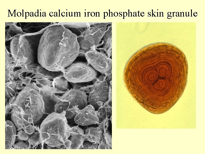 Molpadia calcium iron phosphate skin granule 