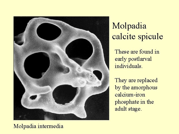 Molpadia calcite spicule These are found in early postlarval individuals. They are replaced by