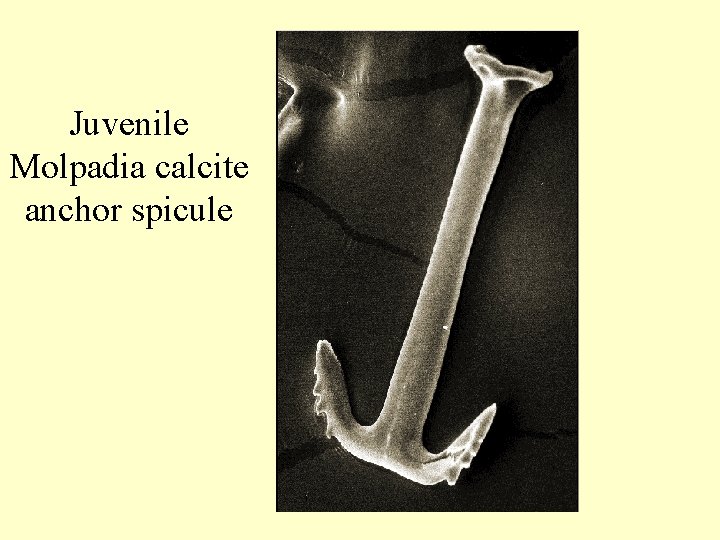 Juvenile Molpadia calcite anchor spicule 