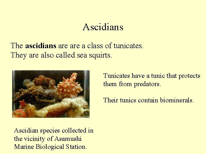 Ascidians The ascidians are a class of tunicates. They are also called sea squirts.