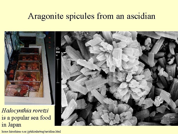 Aragonite spicules from an ascidian Halocynthia roretzi is a popular sea food in Japan