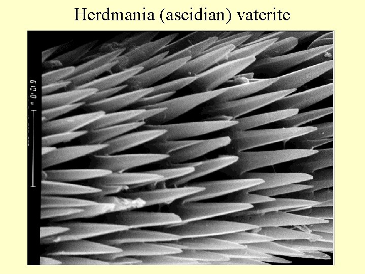 Herdmania (ascidian) vaterite 