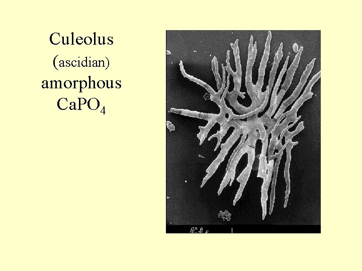 Culeolus (ascidian) amorphous Ca. PO 4 