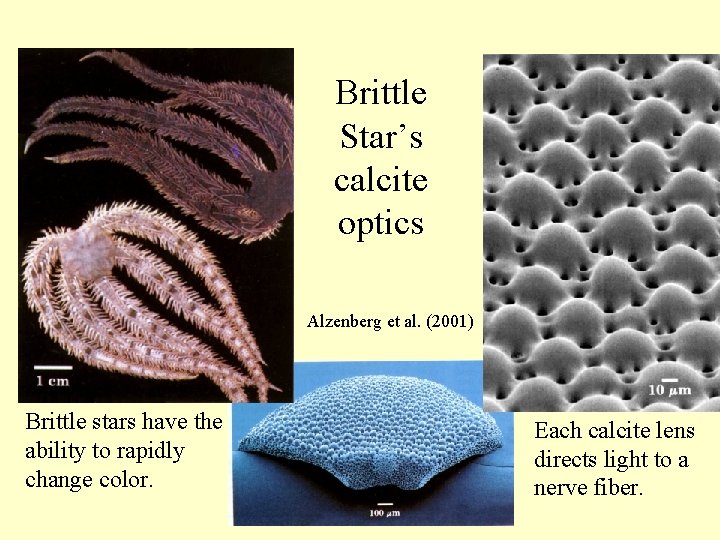 Brittle Star’s calcite optics Alzenberg et al. (2001) Brittle stars have the ability to
