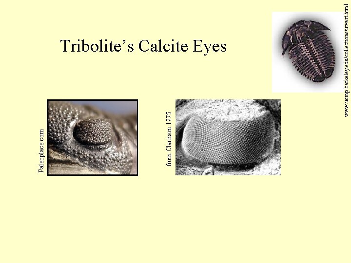  www. ucmp. berkeley. edu/collections/invert. html from Clarkson 1975 Paleoplace. com Tribolite’s Calcite Eyes