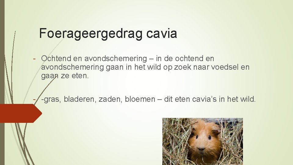 Foerageergedrag cavia - Ochtend en avondschemering – in de ochtend en avondschemering gaan in