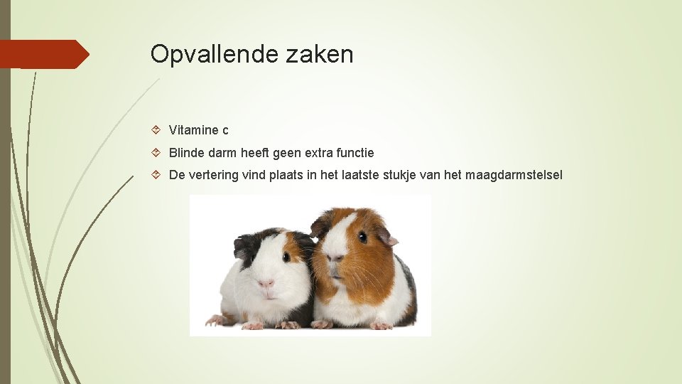 Opvallende zaken Vitamine c Blinde darm heeft geen extra functie De vertering vind plaats