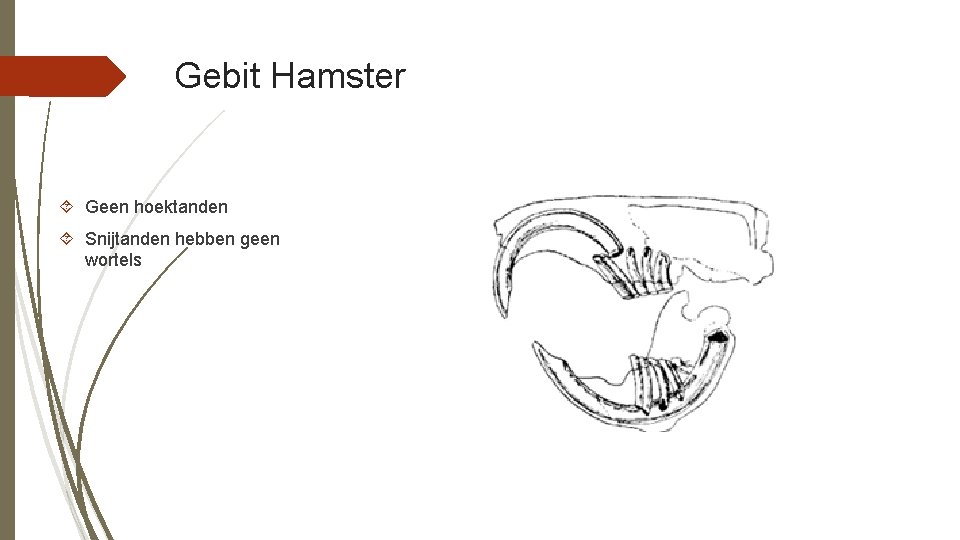 Gebit Hamster Geen hoektanden Snijtanden hebben geen wortels 