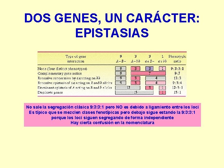 DOS GENES, UN CARÁCTER: EPISTASIAS No sale la segregación clásica 9: 3: 3: 1