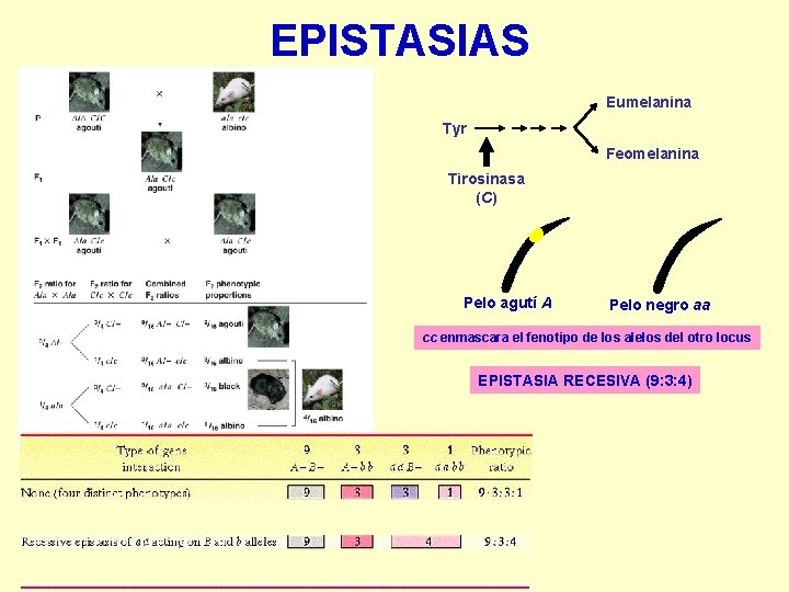 EPISTASIAS Eumelanina Tyr Feomelanina Tirosinasa (C) Pelo agutí A Pelo negro aa cc enmascara