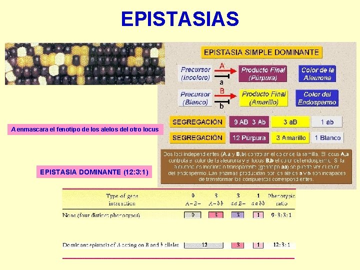 EPISTASIAS A enmascara el fenotipo de los alelos del otro locus EPISTASIA DOMINANTE (12: