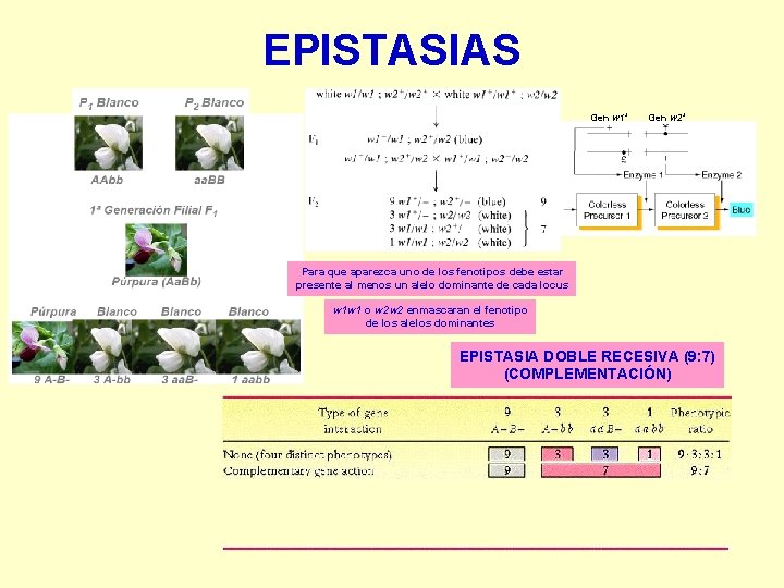 EPISTASIAS Gen w 1+ Gen w 2+ Para que aparezca uno de los fenotipos