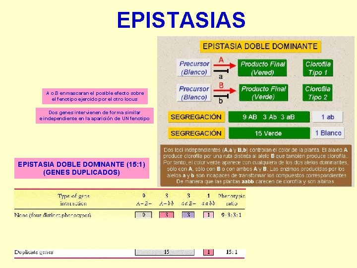 EPISTASIAS A o B enmascaran el posible efecto sobre el fenotipo ejercido por el
