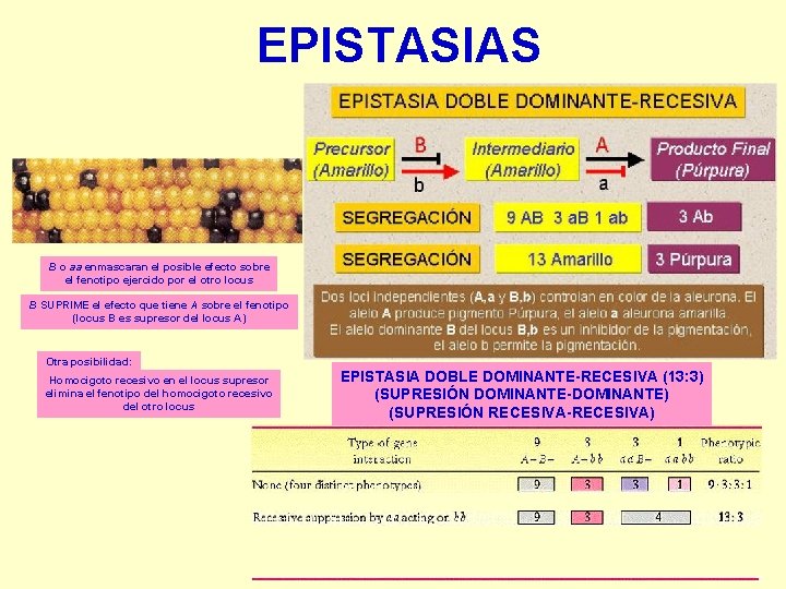 EPISTASIAS B o aa enmascaran el posible efecto sobre el fenotipo ejercido por el