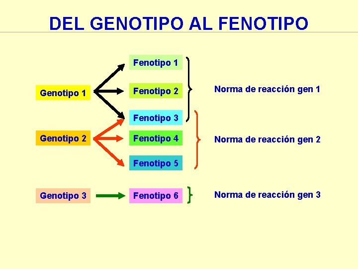 DEL GENOTIPO AL FENOTIPO Fenotipo 1 Genotipo 1 Fenotipo 2 Norma de reacción gen