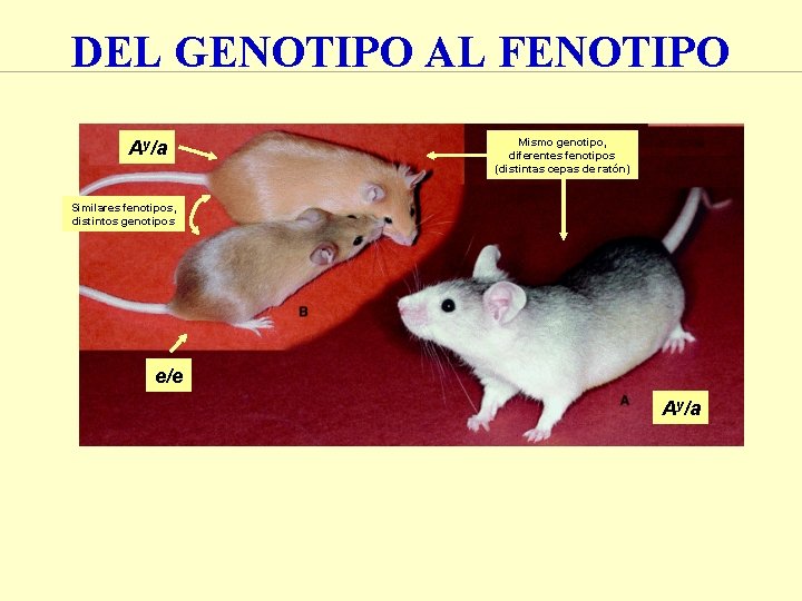 DEL GENOTIPO AL FENOTIPO Ay/a Mismo genotipo, diferentes fenotipos (distintas cepas de ratón) Similares