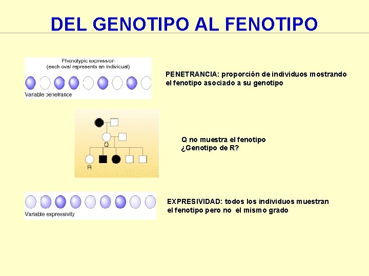DEL GENOTIPO AL FENOTIPO PENETRANCIA: proporción de individuos mostrando el fenotipo asociado a su