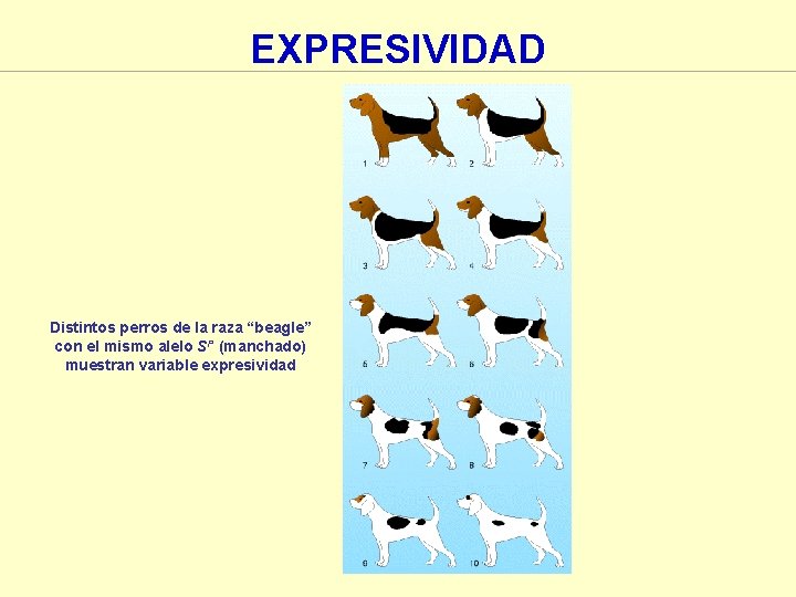 EXPRESIVIDAD Distintos perros de la raza “beagle” con el mismo alelo SP (manchado) muestran