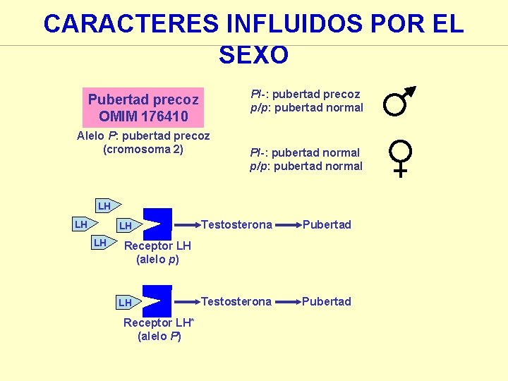 CARACTERES INFLUIDOS POR EL SEXO P/-: pubertad precoz p/p: pubertad normal Pubertad precoz OMIM