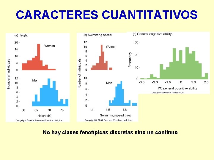 CARACTERES CUANTITATIVOS No hay clases fenotípicas discretas sino un continuo 