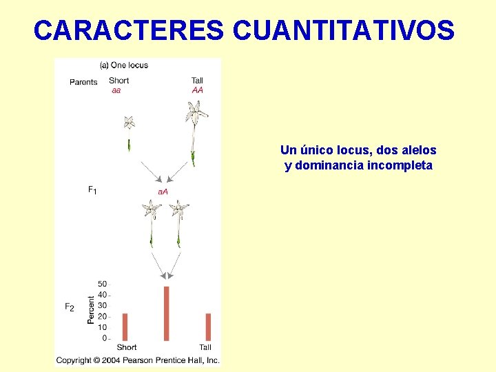 CARACTERES CUANTITATIVOS Un único locus, dos alelos y dominancia incompleta 